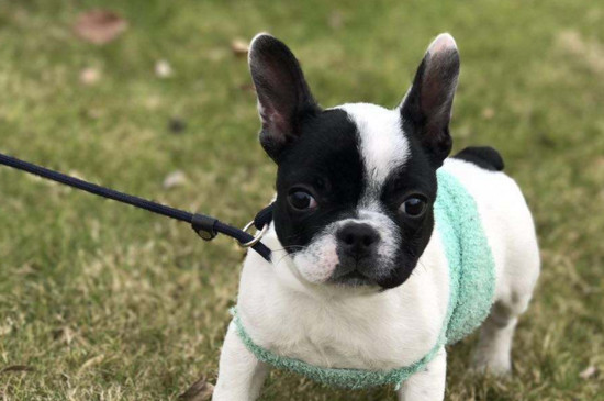 法斗犬智商相当人几岁