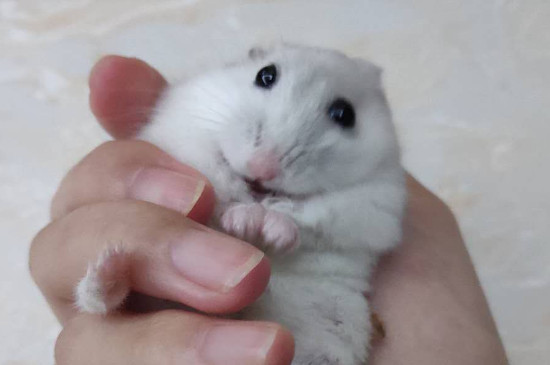 仓鼠咬笼子是什么原因