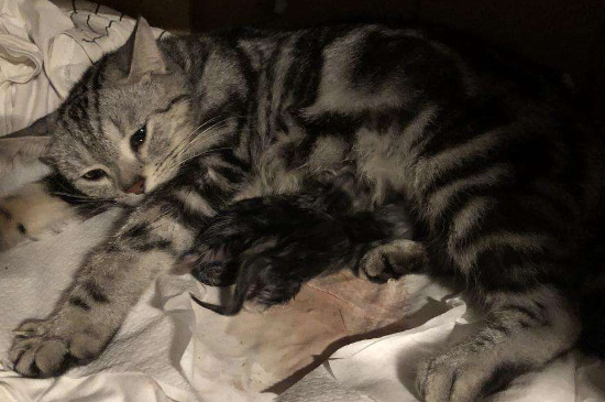 怎么给猫接生
