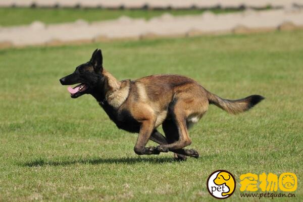 比利时马犬弹跳力惊人，世界军警界都重视的工作犬
