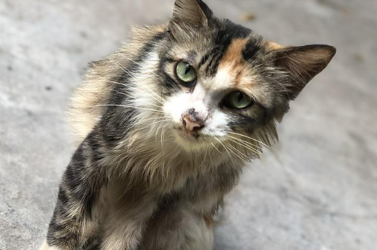 三花猫都是母猫吗