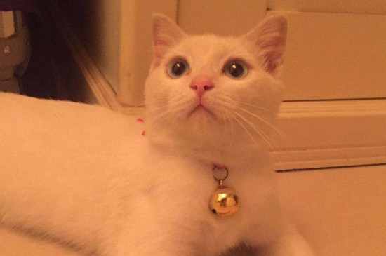 猫咪多大绝育