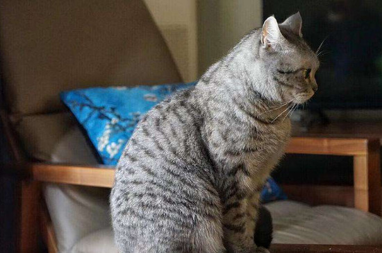 猫杯状病毒症状