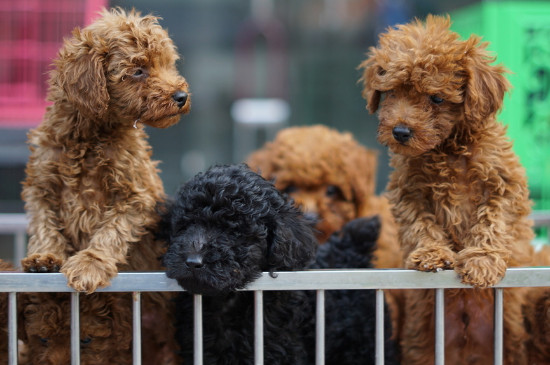 泰迪几个月算成犬