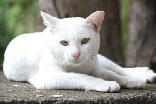 猫肚子大是怎么回事