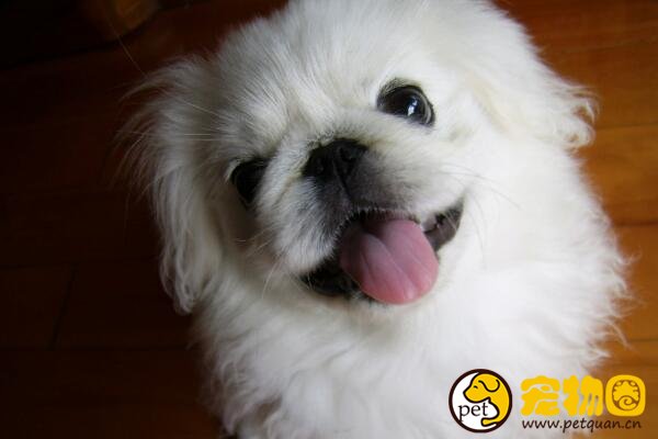 京巴狗是我国最普及的观赏犬之一，秦始皇都特别钟爱它