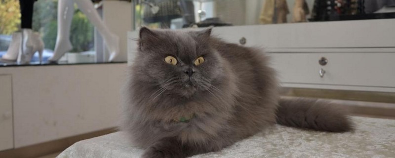 长毛蓝猫是什么品种