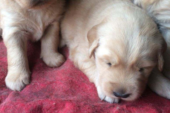 金毛幼犬一天喂几顿