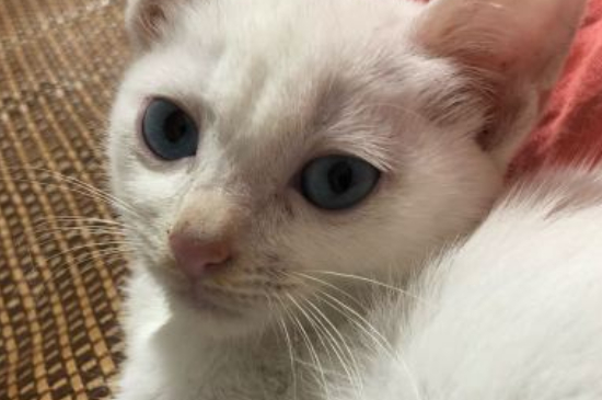 猫抓沙发怎么办
