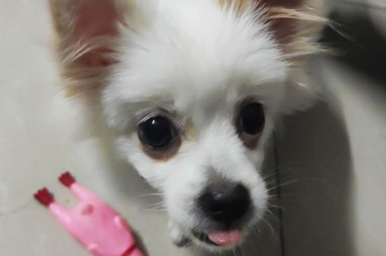狗狗贫血看哪里