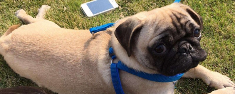 巴哥犬怎么看品相