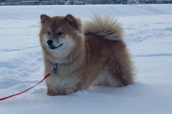 如何整治柴犬的犟脾气