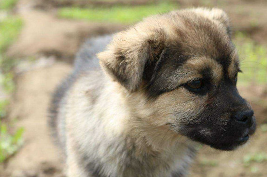 犬瘟症状