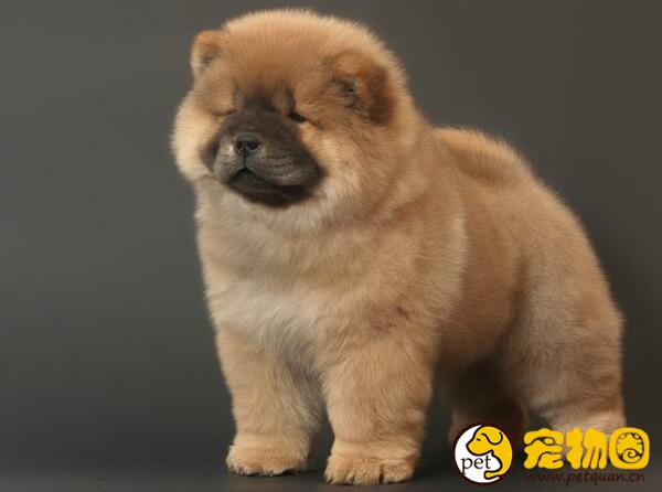 松狮犬好养么，缺点比较多新手养起来会很麻烦