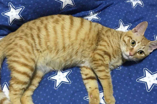 怎么给猫接生