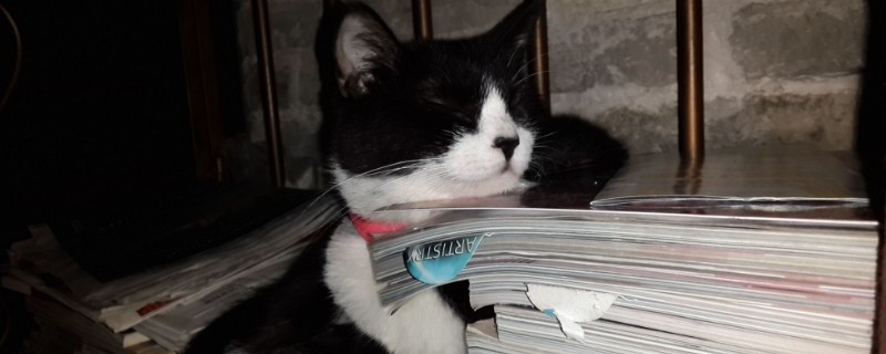 猫脸上有黑色结痂是啥