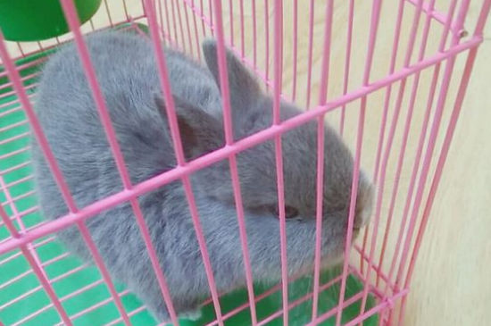 公兔子发情的症状