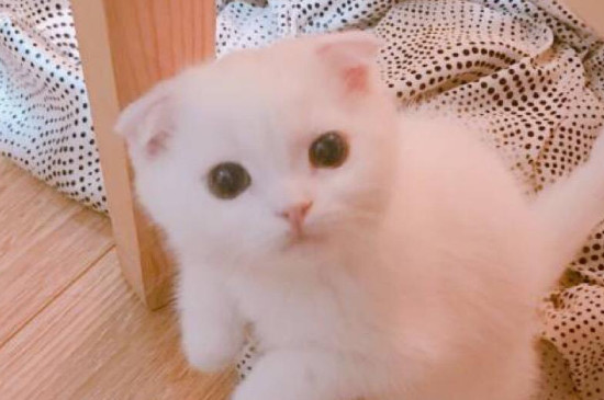 奶猫一天刺激几次排尿
