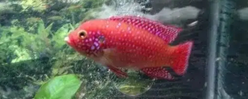 红宝石鱼能长多大