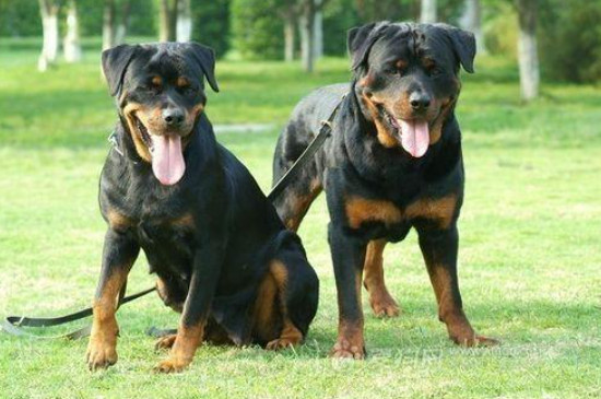 罗威纳犬怎么样正确饲养