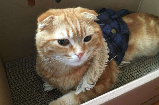 养猫好还是养狗好，养狗要比养猫累一些