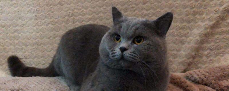 蓝猫眼睛颜色有几种