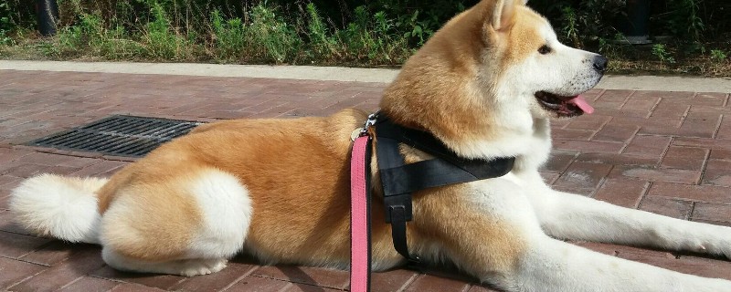 柴犬与秋田犬的区别