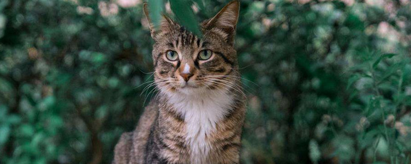 十大适合家养的猫