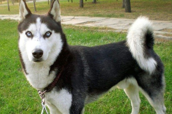 家养中型犬排行榜，这6种狗狗聪明可靠很适合家庭饲养