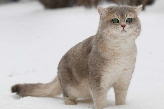 猫吐了怎么办