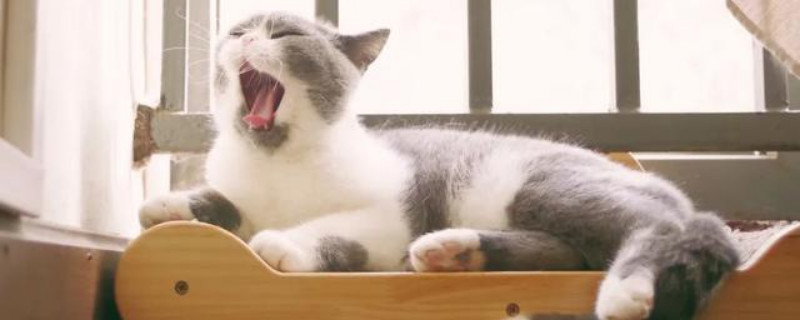 猫咪喘气急促怎么回事