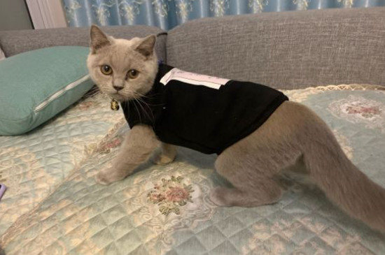 猫鼻支怎么治疗