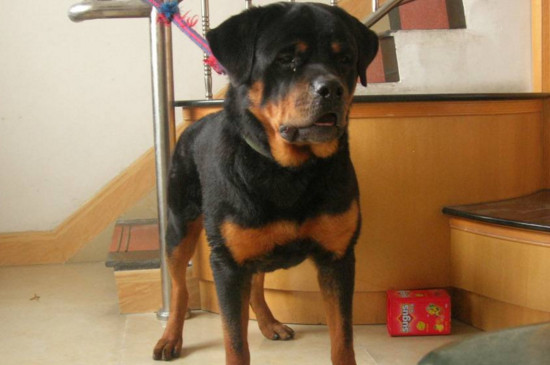罗威纳犬需要断尾吗