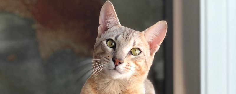 夏天猫怕不怕热