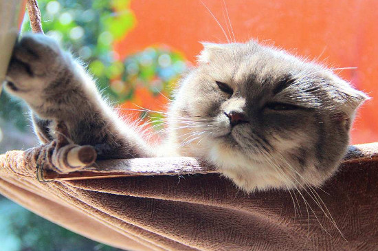 猫罐头多久喂一次