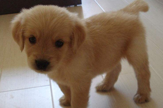 金毛幼犬如何喂养