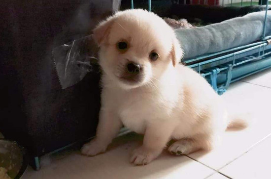 小狗不会吃奶怎么办