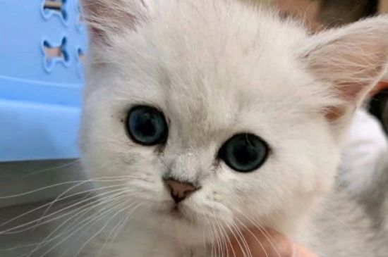 猫咪什么时候绝育
