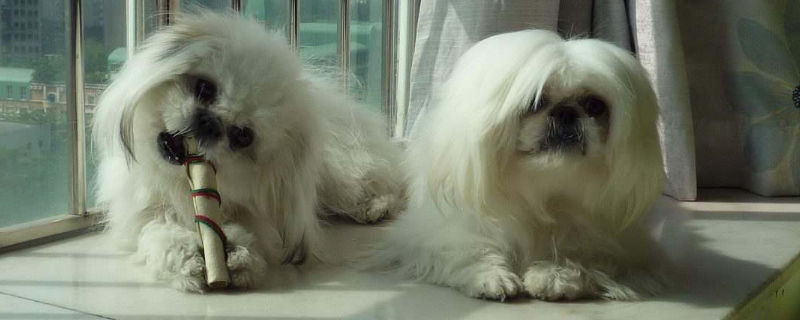 西施犬为什么叫西施犬