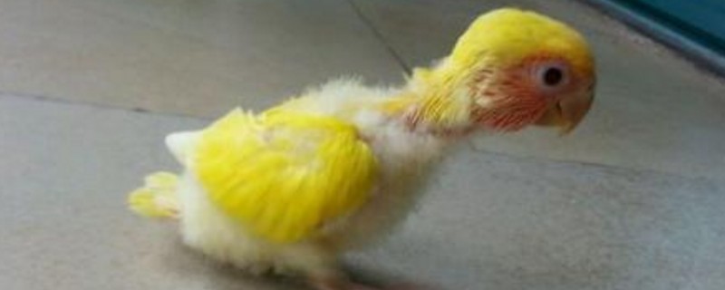 鹦鹉单眼伤风什么表现