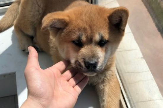 秋田犬为什么禁养
