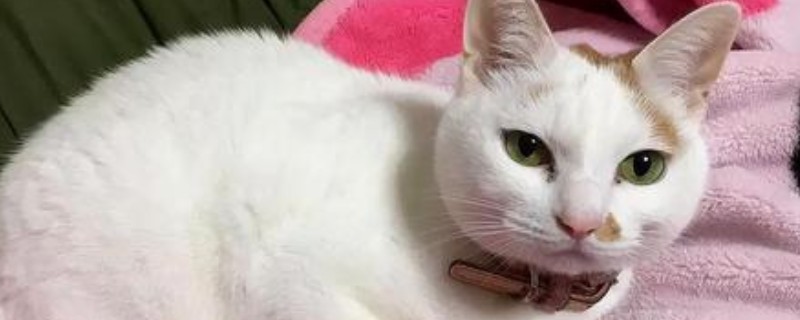 猫咪鼻子发白食欲很好