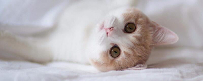 猫吃过的东西人能吃吗
