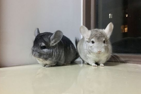 龙猫好养吗