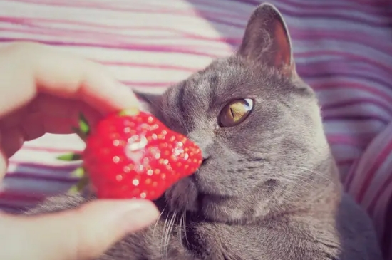 猫可以吃草莓吗
