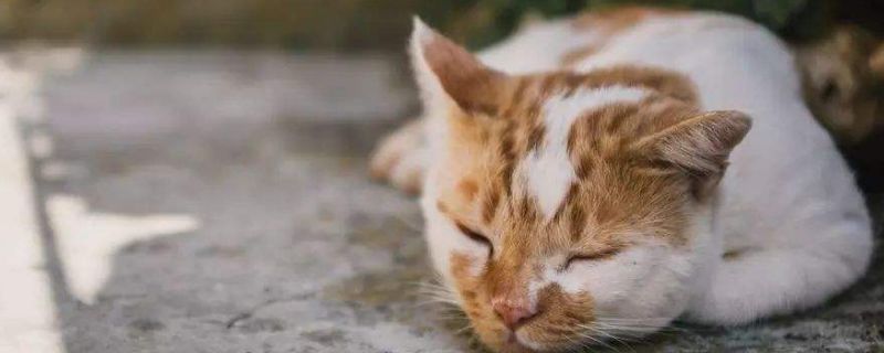 捡来的猫养不熟的表现