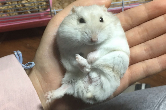 仓鼠木屑几天换一次