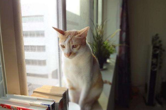 城市人怎么养猫