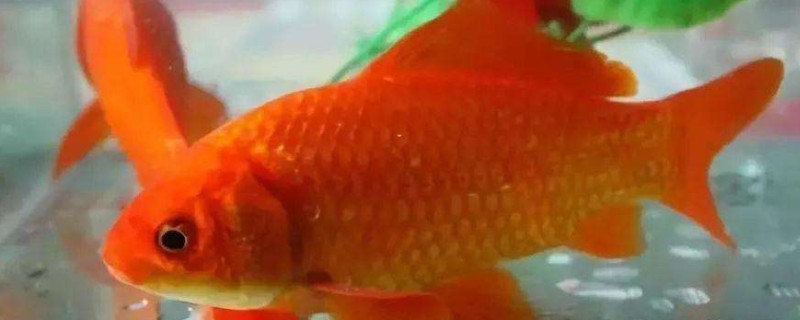 红鲫鱼怎么养
