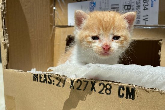猫生产时主人怎么帮